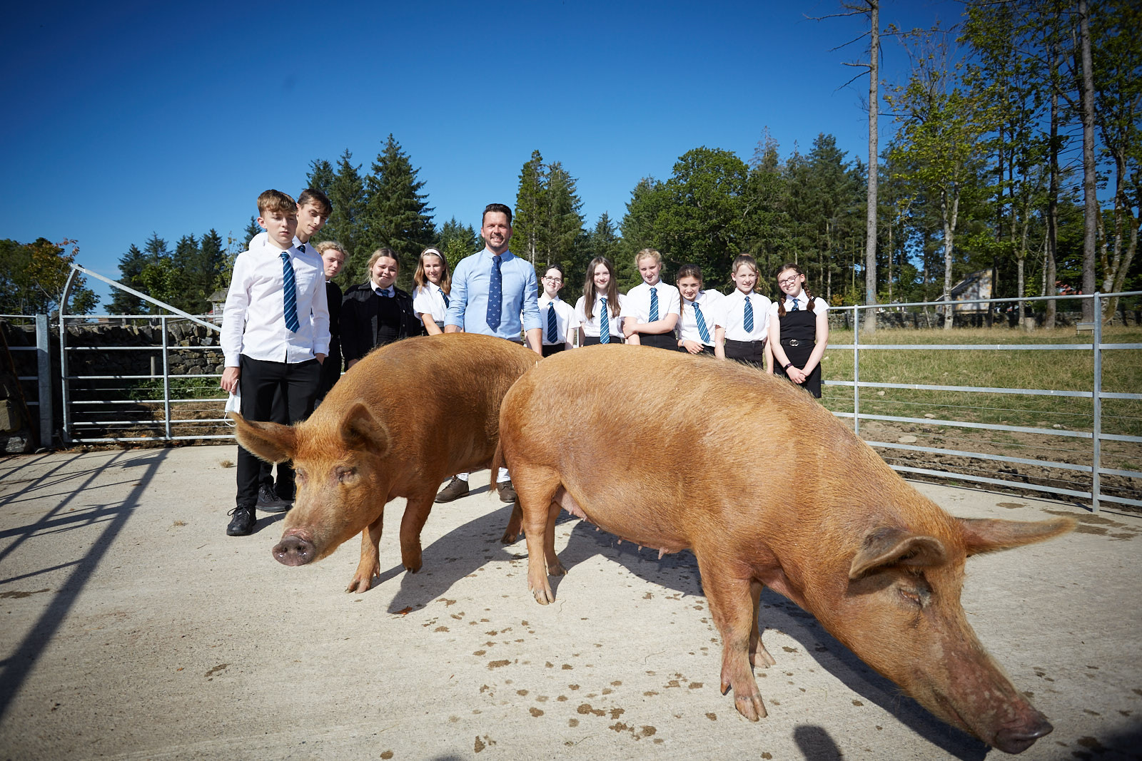 Jimmy Doherty with schoolchildren and rare breed pigs